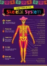 Illustrated Functions of the Skeletal System Poster Slides