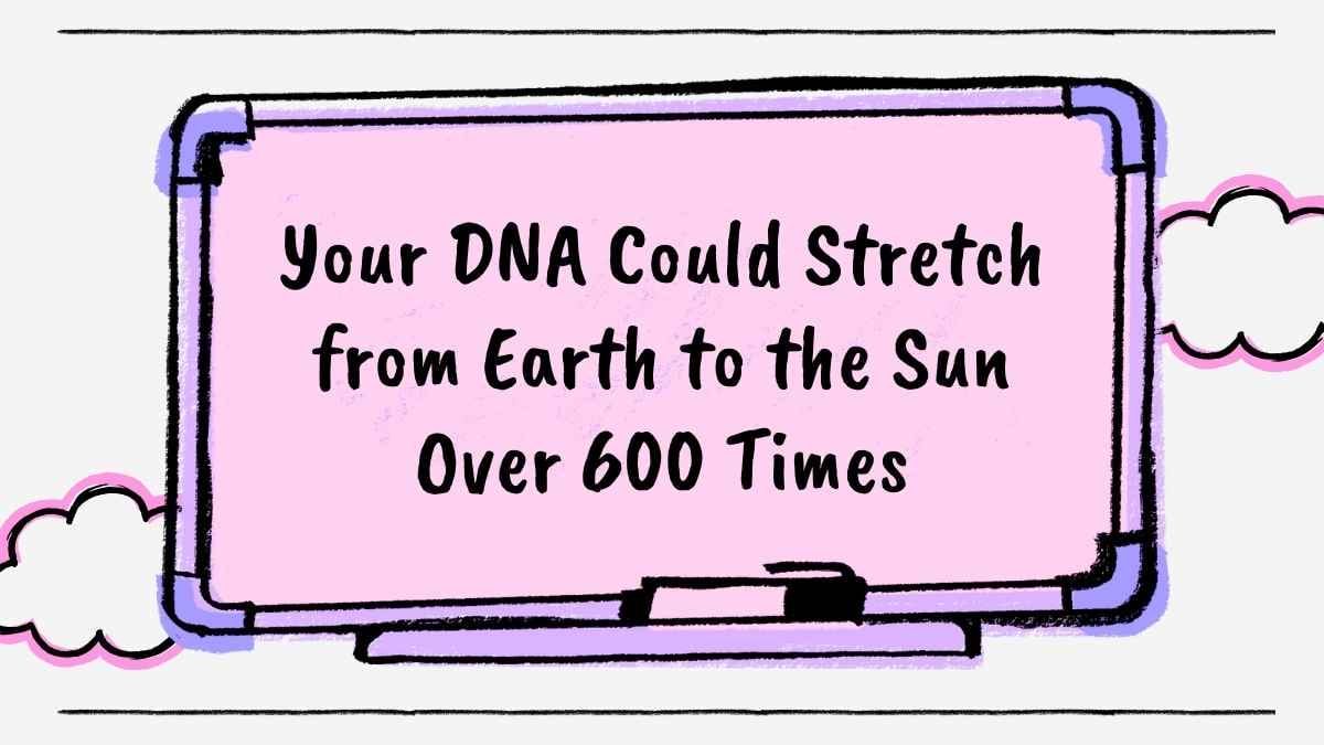 Illustrated Heredity Genetics Slides - slide 12