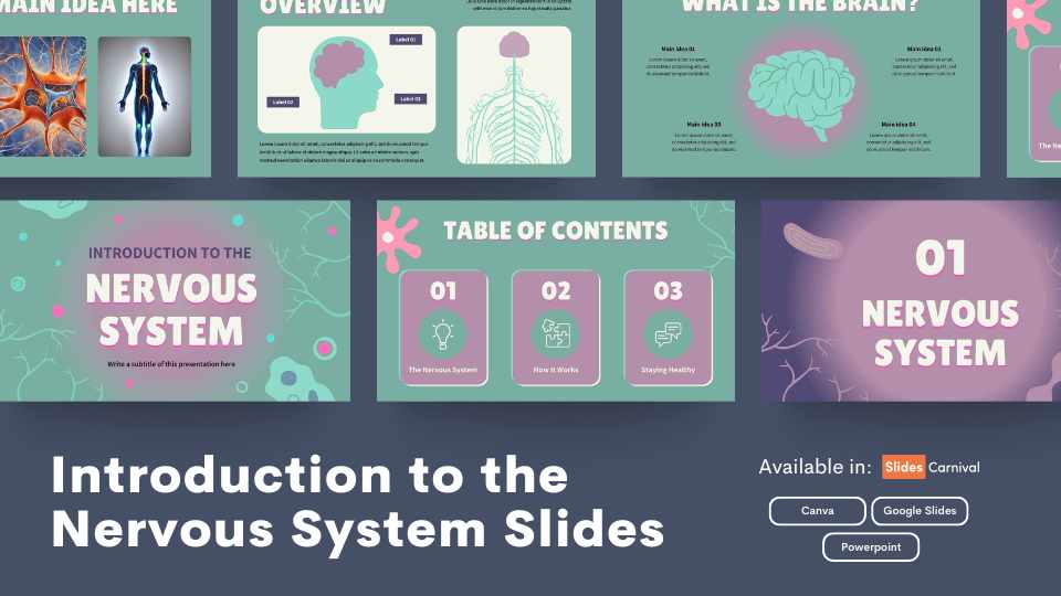 Illustrated Introduction to the Nervous System Slides - slide 1