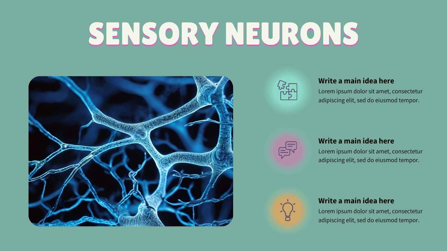 Illustrated Introduction to the Nervous System Slides - slide 13