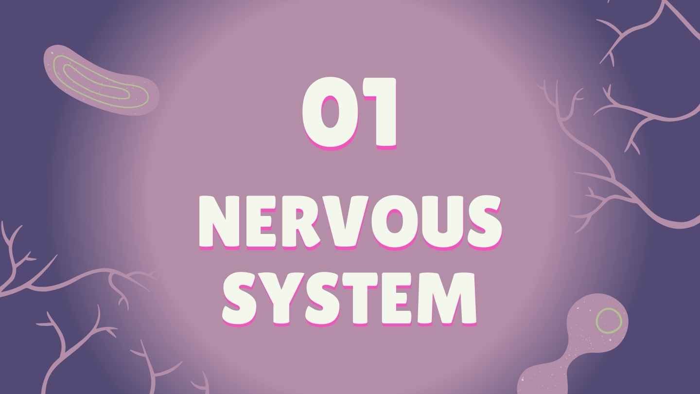 Illustrated Introduction to the Nervous System Slides - slide 4