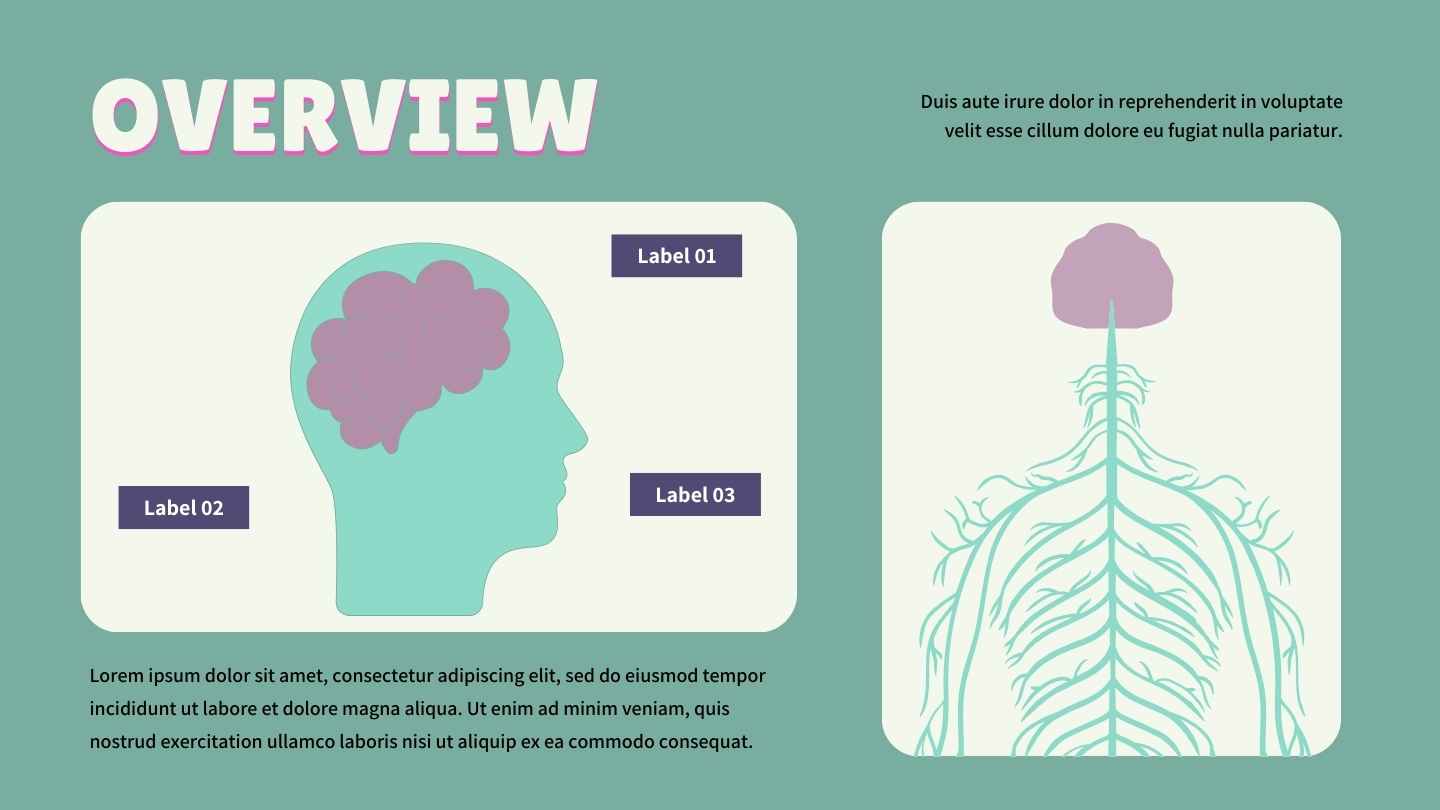 Illustrated Introduction to the Nervous System Slides - slide 6