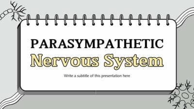 Illustrated Parasympathetic Nervous System Slides