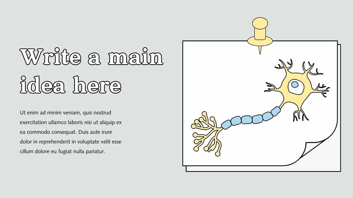 Illustrated Parasympathetic Nervous System Slides - slide 10