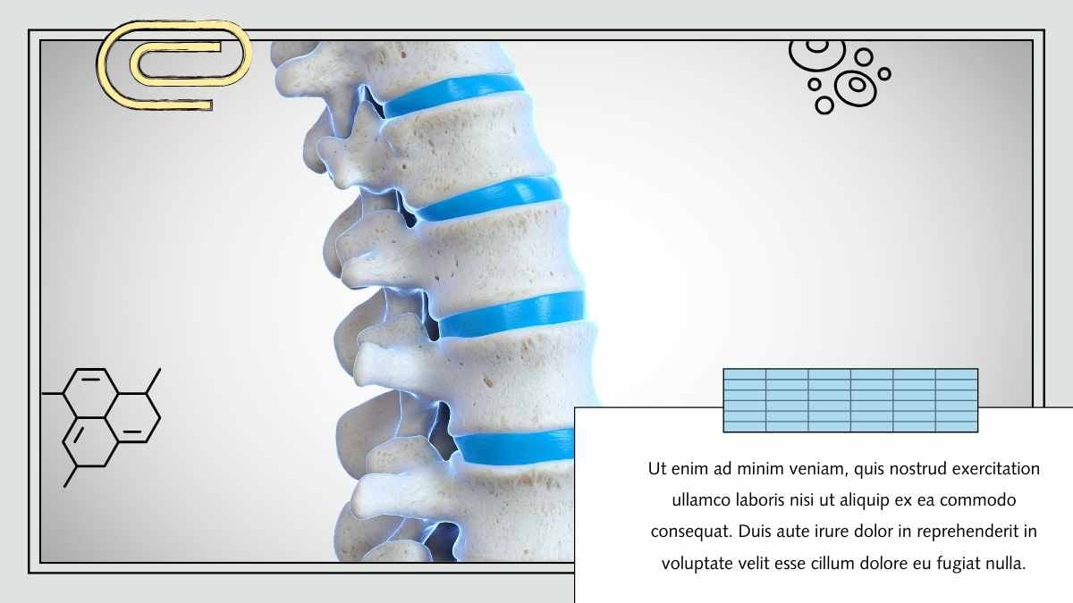 Illustrated Parasympathetic Nervous System Slides - slide 11