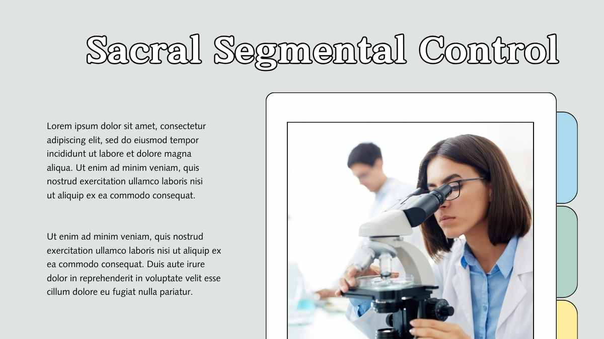 Illustrated Parasympathetic Nervous System Slides - slide 14