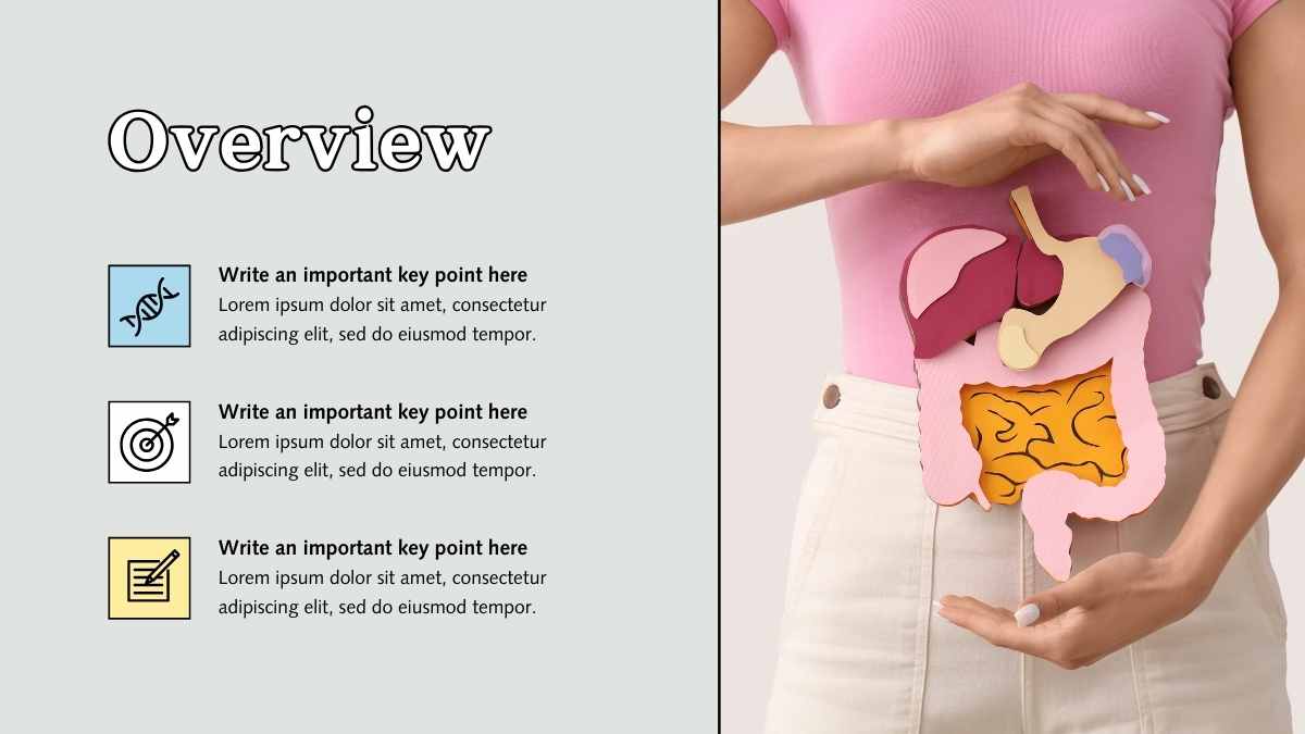 Illustrated Parasympathetic Nervous System Slides - slide 4