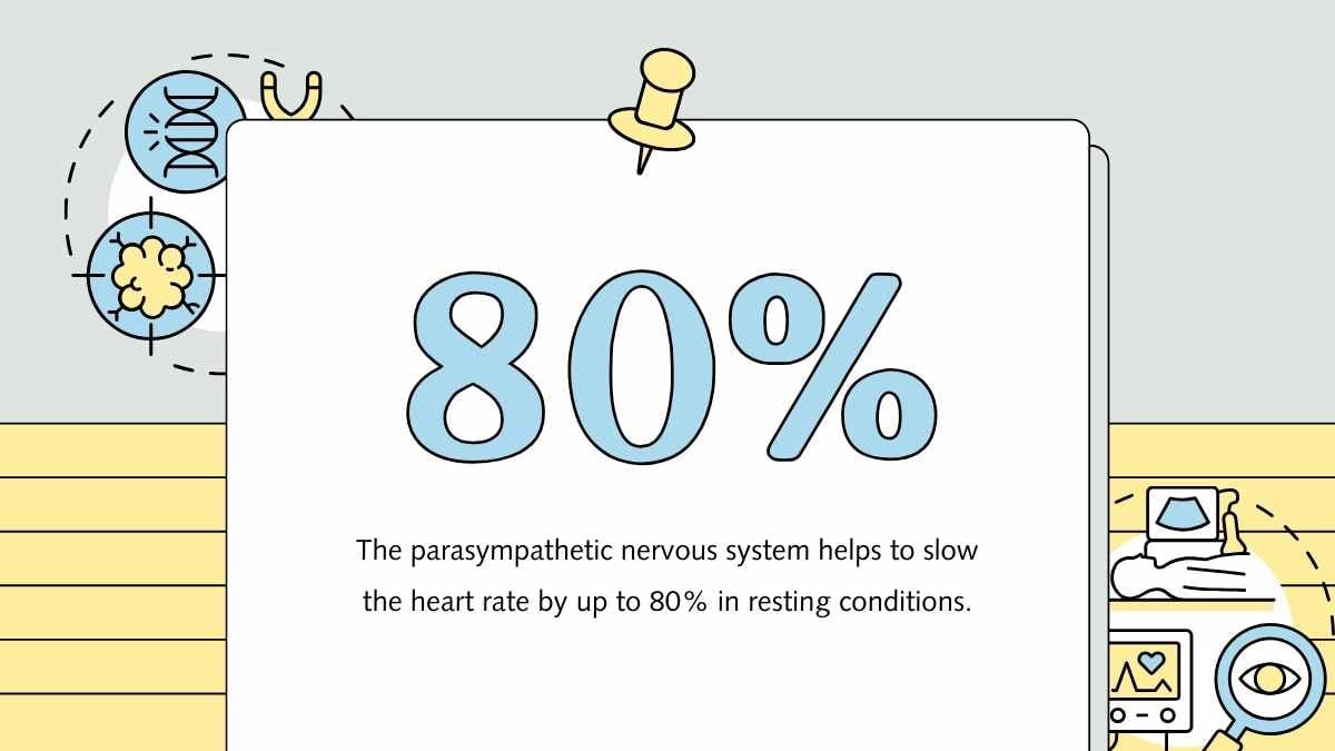 Illustrated Parasympathetic Nervous System Slides - slide 6
