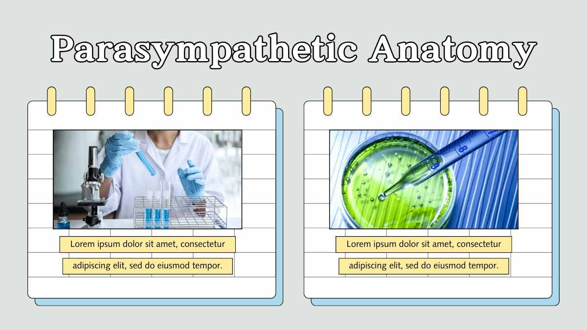 Illustrated Parasympathetic Nervous System Slides - slide 7