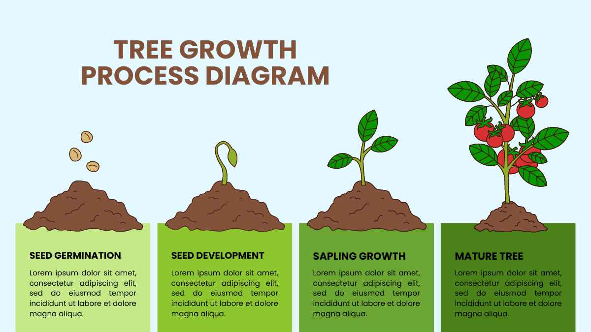 Illustrated Tree Growth Process Diagram - slide 1