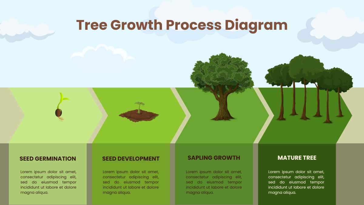 Illustrated Tree Growth Process Diagram - slide 2