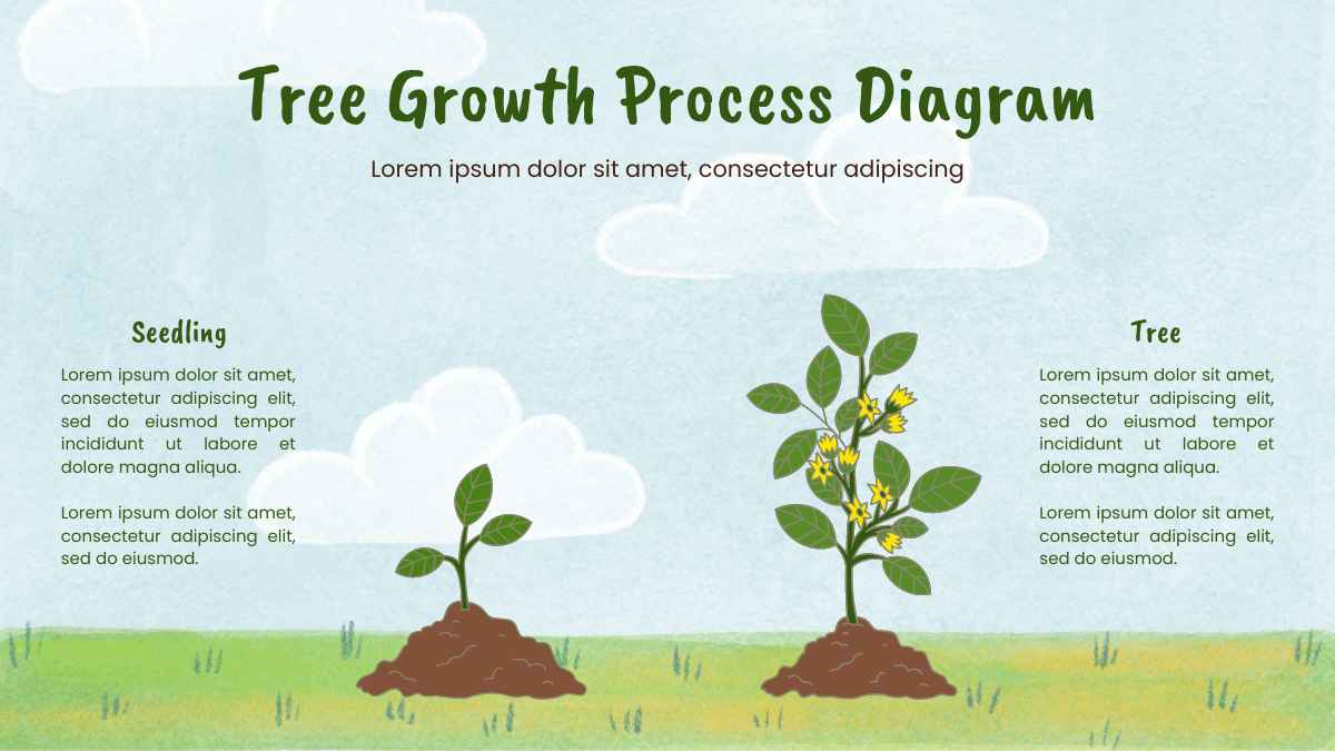 Illustrated Tree Growth Process Diagram - slide 3