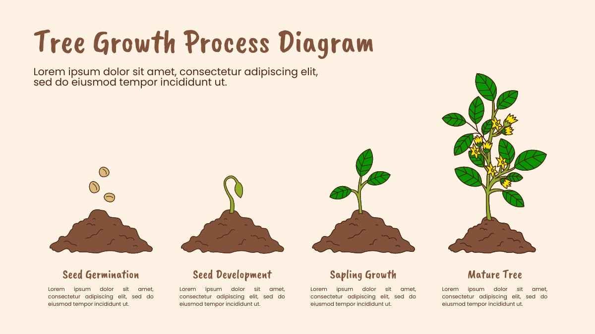 Illustrated Tree Growth Process Diagram - diapositiva 4