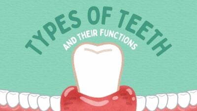 Illustrated Types Of Teeth And Their Functions Slides