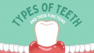 Slides Carnival Google Slides and PowerPoint Template Illustrated Types Of Teeth And Their Functions Slides 1