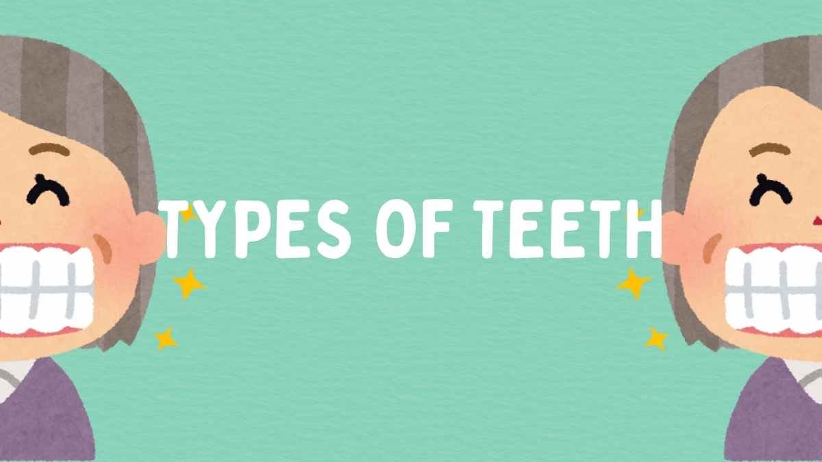 Illustrated Types Of Teeth And Their Functions Slides - slide 12