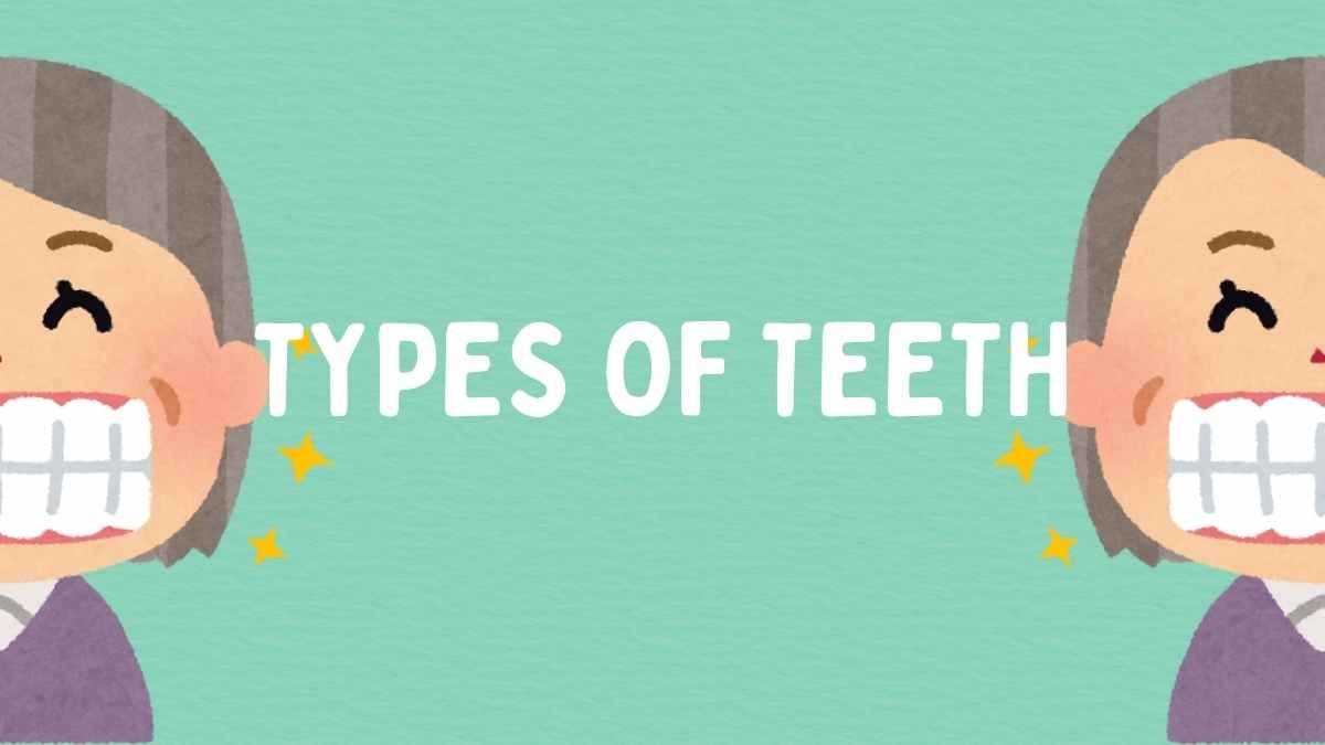 Illustrated Types Of Teeth And Their Functions Slides - slide 12