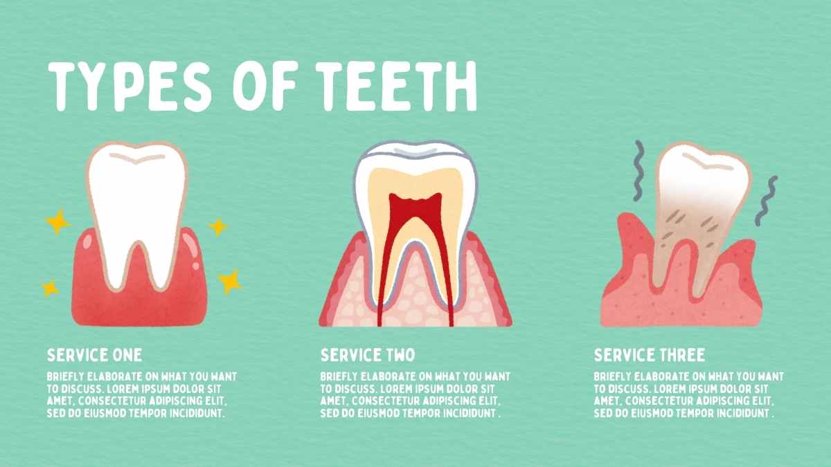 Illustrated Types Of Teeth And Their Functions Slides - slide 13