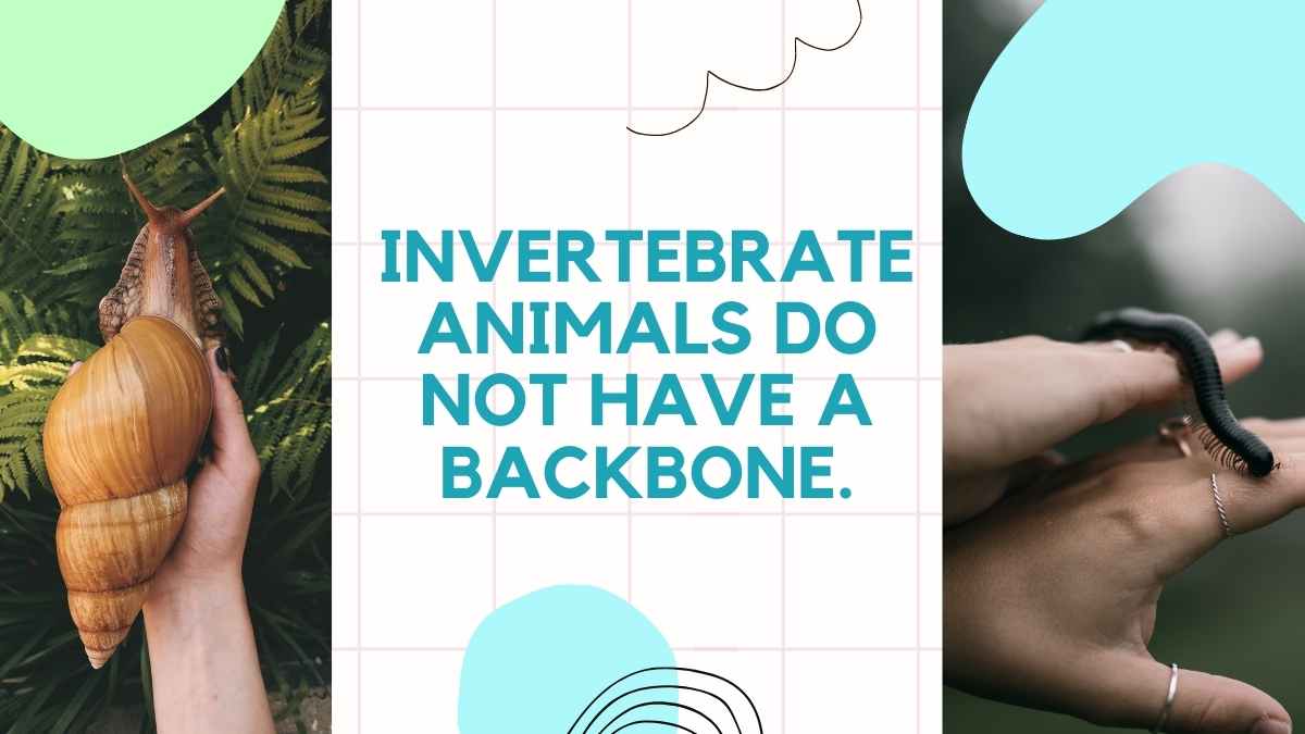 Animais Vertebrados e Invertebrados Slides Brancos - deslizar 13