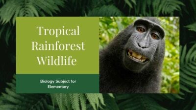 Minimal Biology Rainforest Wildlife Slides