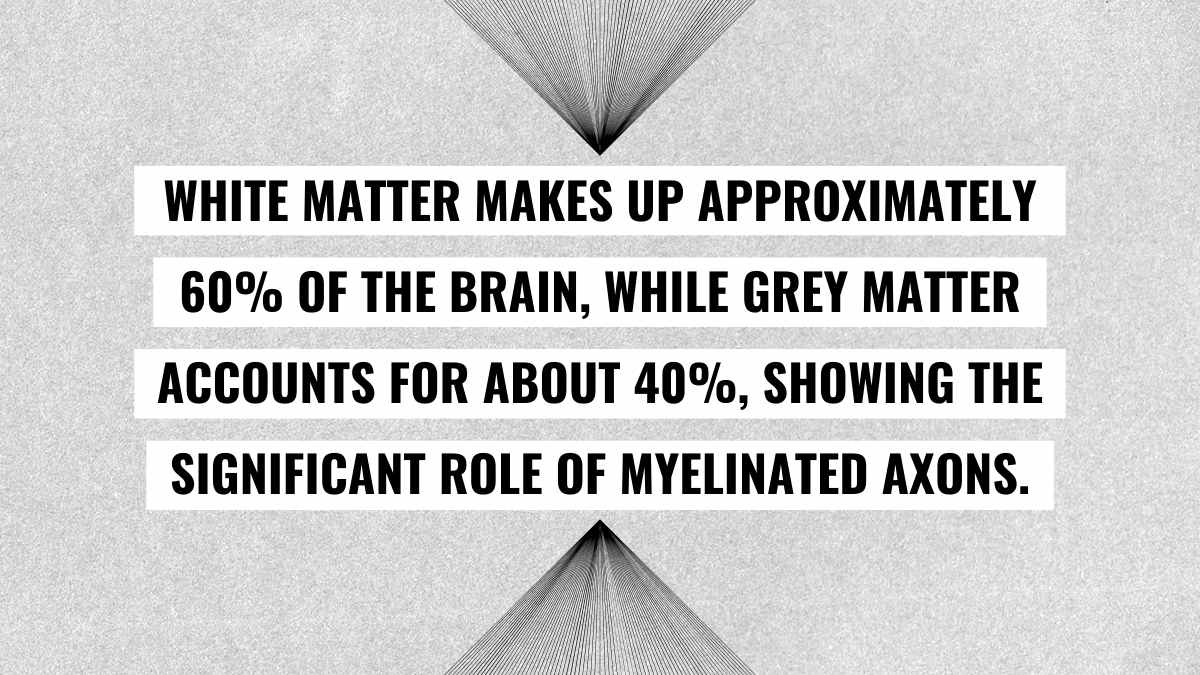 Minimal Histology of Nervous System Slides - slide 11