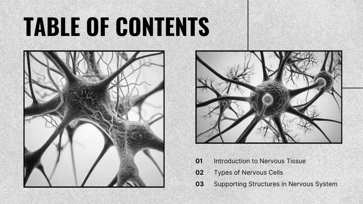 Minimal Histology of Nervous System Slides - slide 3