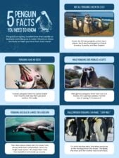 Simple Fun Facts About Penguin Research Poster 1