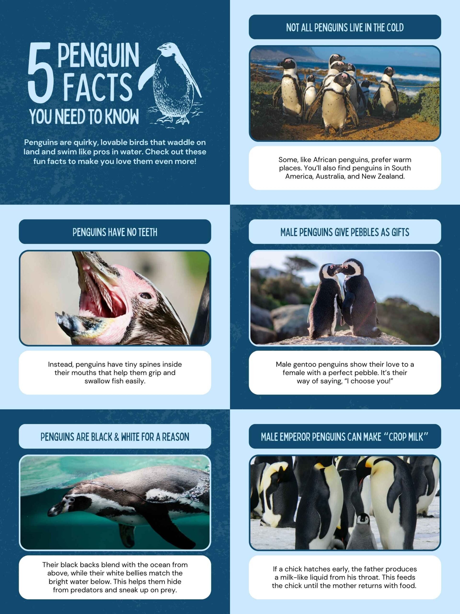 Simple Fun Facts About Penguin Research Poster - slide 1