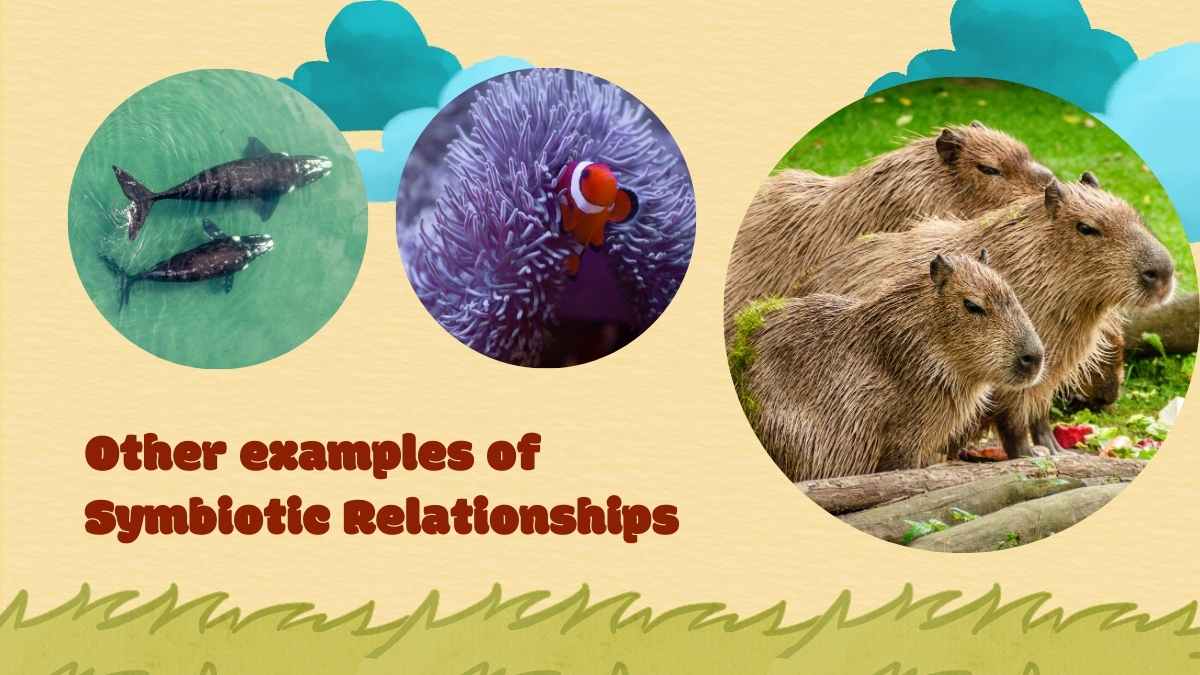 Symbiotic Relationships Lesson for High School - slide 15