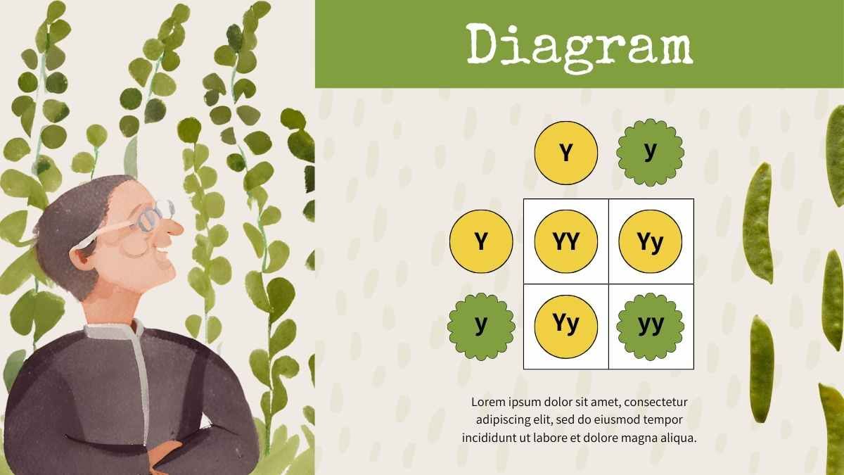 Watercolor Mendel Genetics Slides - slide 12