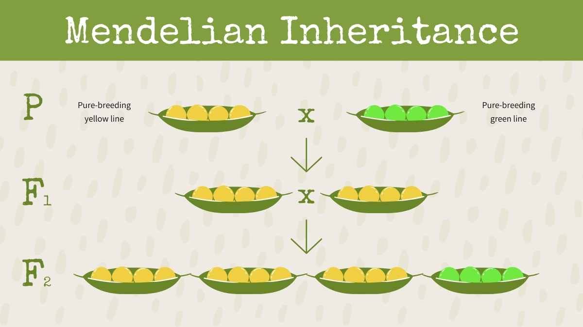 Watercolor Mendel Genetics Slides - slide 15